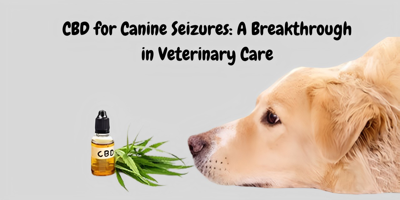 CBD for Canine Seizures A Breakthrough in Veterinary Care
