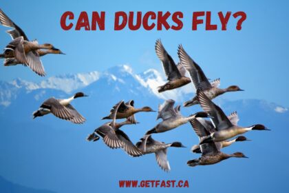 Can Ducks Fly
